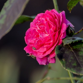 Природа