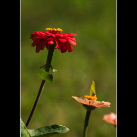 Природа