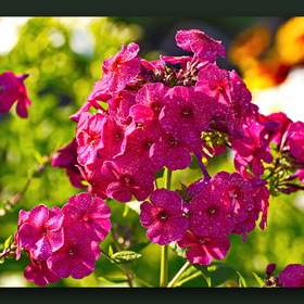 Природа