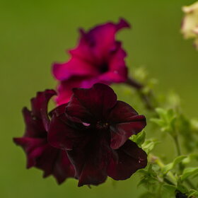 природа