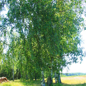 Летний день