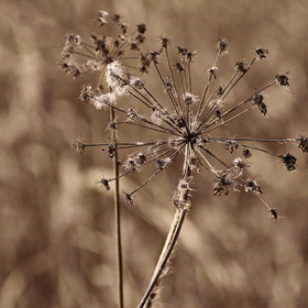 Природа