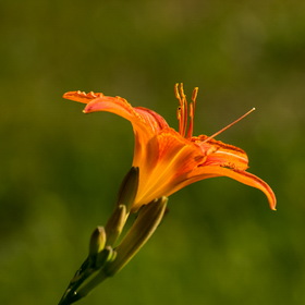Природа