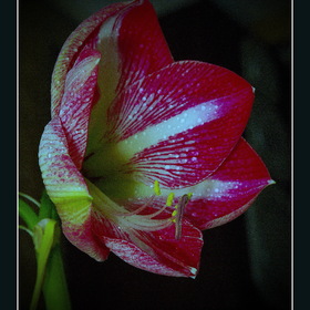 природа