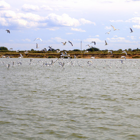 Море чаек