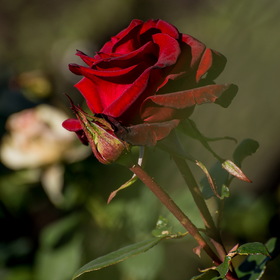 Природа