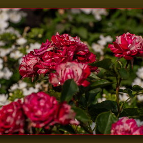 Случайные фотографии. ПРИРОДА