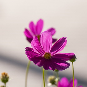 Природа