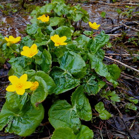 Лучшие фото. ПРИРОДА (0)