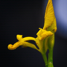 Природа