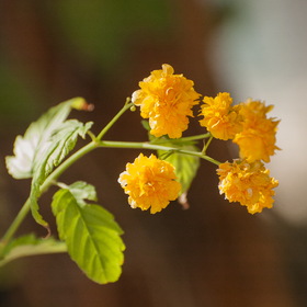 Природа