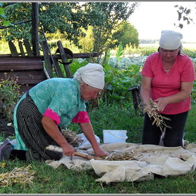 фасоль