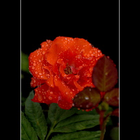 Природа