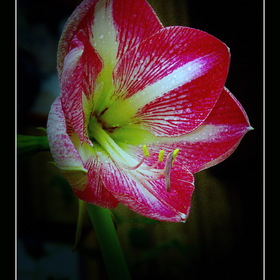 природа