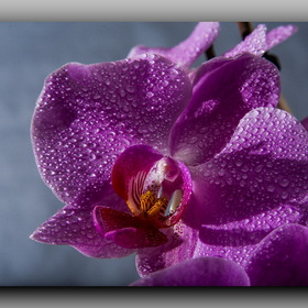 природа