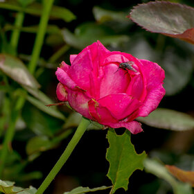 природа