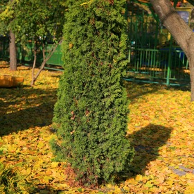 Мой любимый город