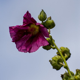 Случайные фотографии. Природа