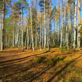 Берёзовая роща