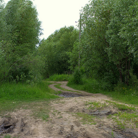 Летняя зелень
