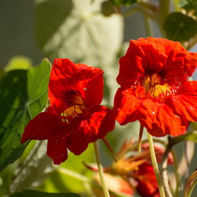 Природа