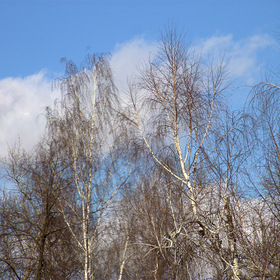 Весеннее