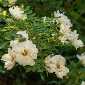 Случайные фотографии. Природа