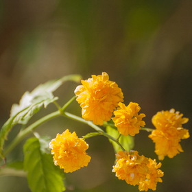 Природа
