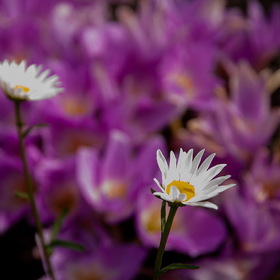 Природа
