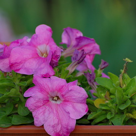 природа
