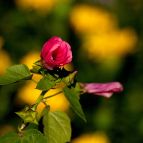 Природа