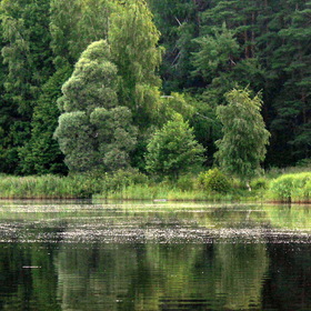Зелень лета