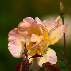 Природа