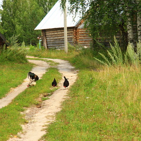 Деревенский пейзаж
