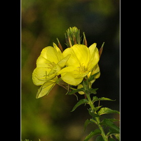 Природа