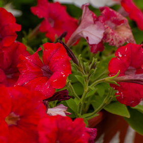 Случайные фотографии. Природа