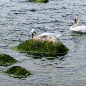Природа. Балтийское море.