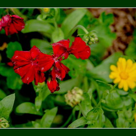 Случайные фотографии. Природа