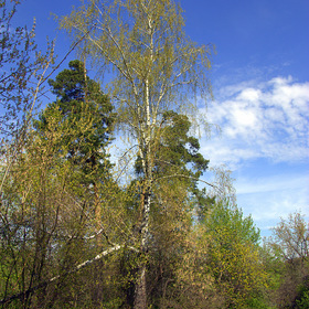 Берёзка