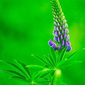 Природа