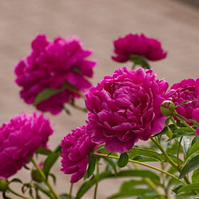 Природа
