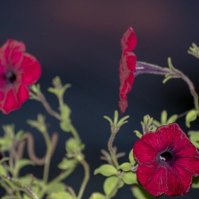 Природа