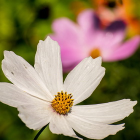 Природа