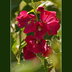 Природа