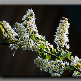 Природа