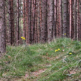 Природа, фотосъемка.