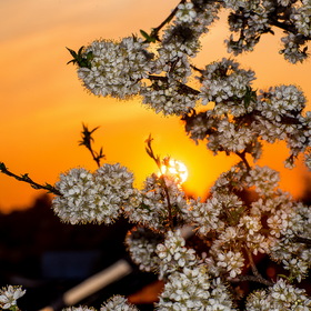 Природа