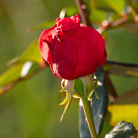 Природа