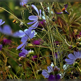 Фото. ЦВЕТЫ. Осенний мотив...