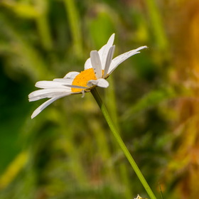 Случайные фотографии. Природа